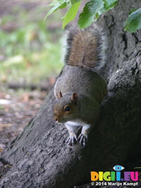 FZ005742 Squirrel in Bute park